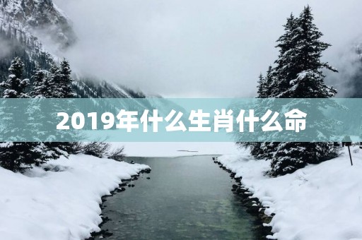 2019年什么生肖什么命