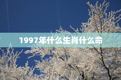 1997年什么生肖什么命