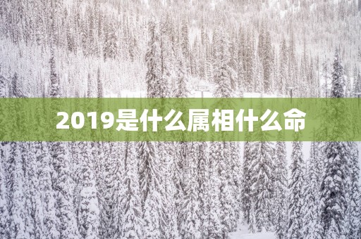 2019是什么属相什么命