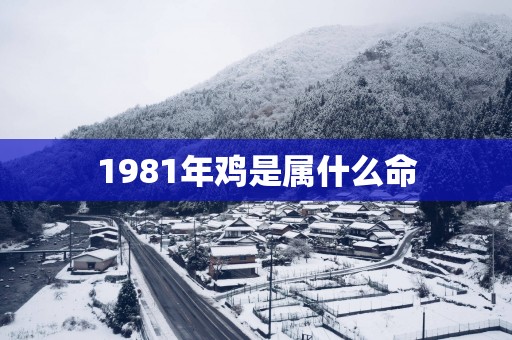 1981年鸡是属什么命