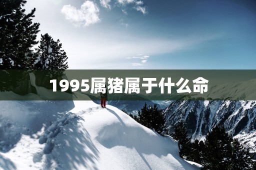 1995属猪属于什么命