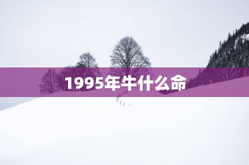 1995年牛什么命