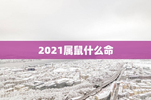 2025属鼠什么命