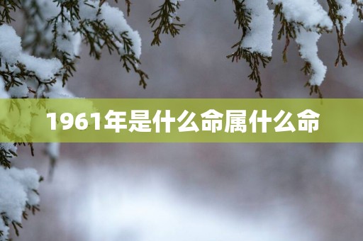 1961年是什么命属什么命