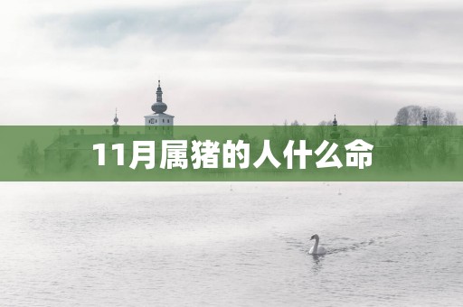 11月属猪的人什么命