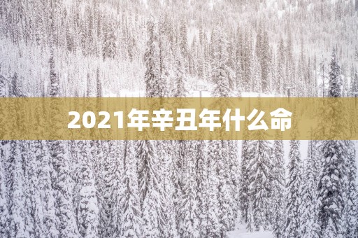2025年辛丑年什么命