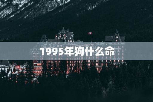 1995年狗什么命