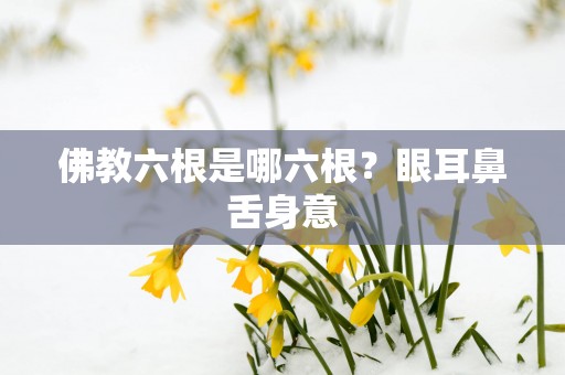 佛教六根是哪六根？眼耳鼻舌身意