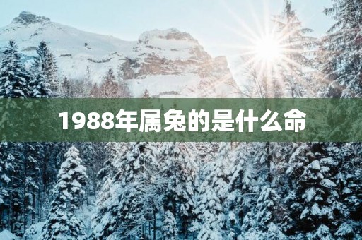 1988年属兔的是什么命