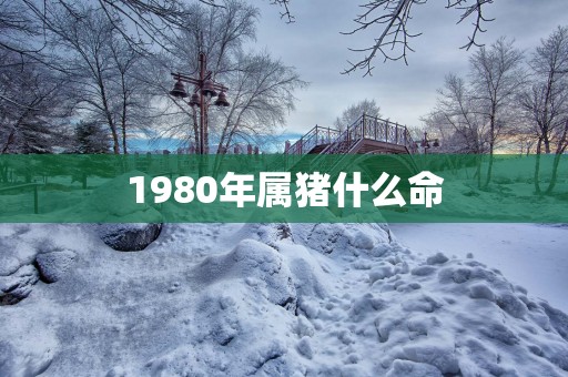 1980年属猪什么命