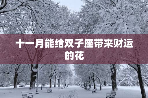 十一月能给双子座带来财运的花