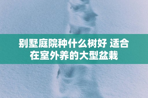 别墅庭院种什么树好 适合在室外养的大型盆栽