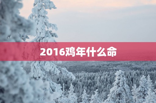 2016鸡年什么命