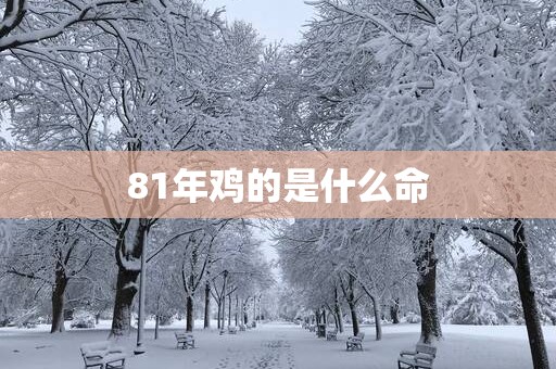 81年鸡的是什么命