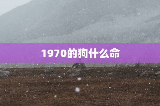 1970的狗什么命