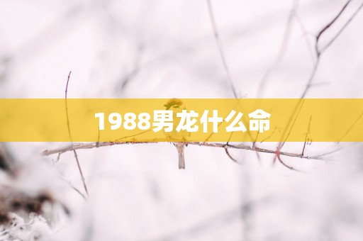 1988男龙什么命