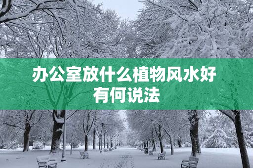 办公室放什么植物风水好 有何说法