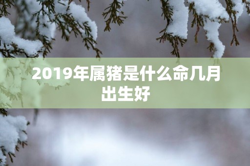 2019年属猪是什么命几月出生好