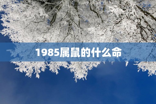 1985属鼠的什么命