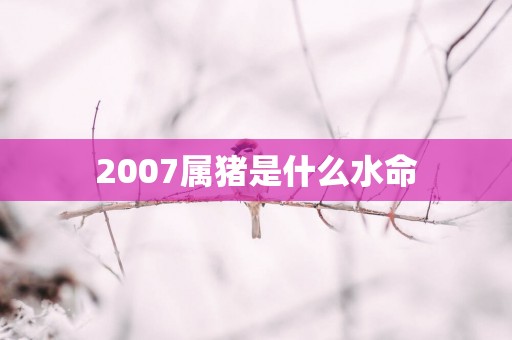 2007属猪是什么水命