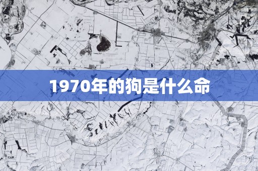 1970年的狗是什么命