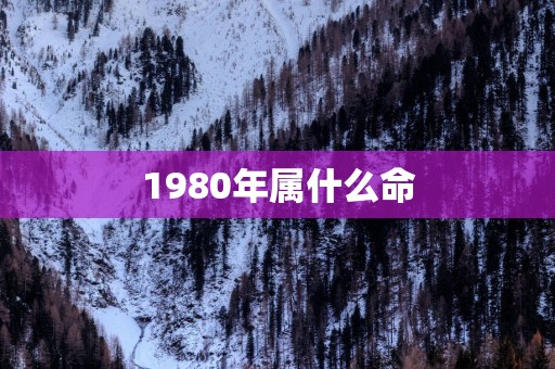 1980年属什么命