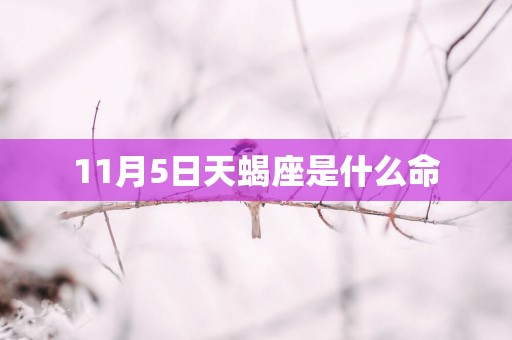 11月5日天蝎座是什么命
