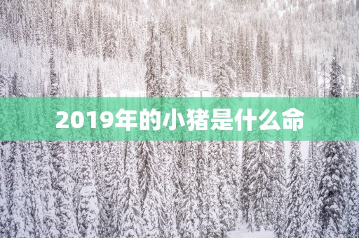 2019年的小猪是什么命