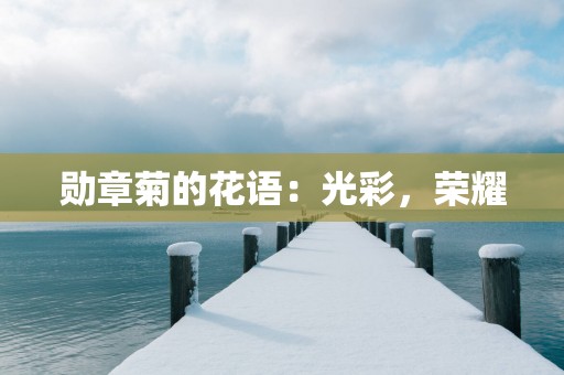 勋章菊的花语：光彩，荣耀