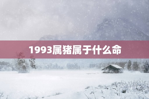 1993属猪属于什么命