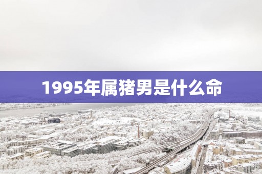 1995年属猪男是什么命