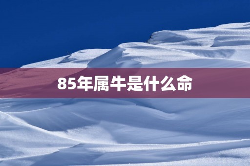 85年属牛是什么命