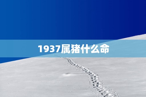 1937属猪什么命