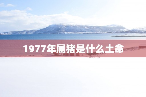 1977年属猪是什么土命