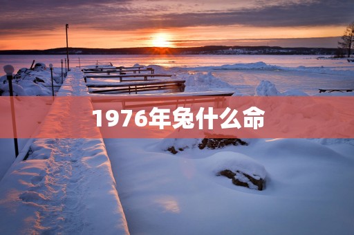 1976年兔什么命