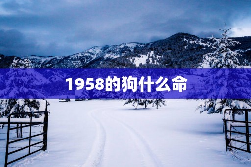 1958的狗什么命