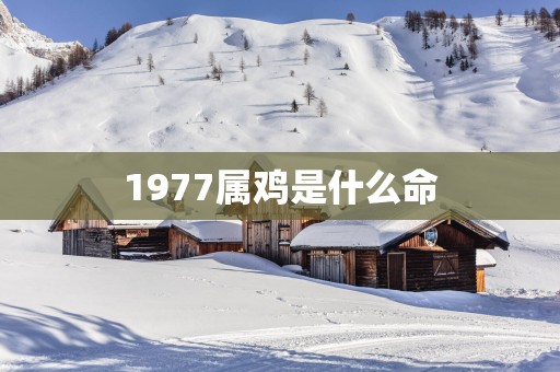 1977属鸡是什么命