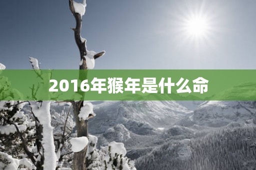2016年猴年是什么命