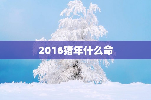2016猪年什么命