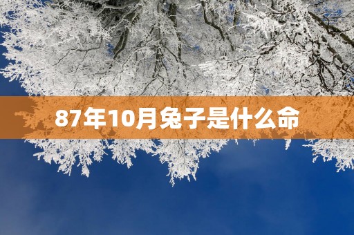 87年10月兔子是什么命