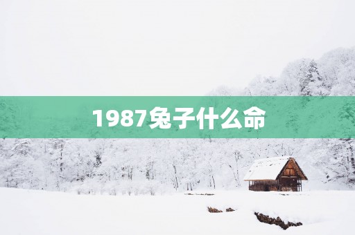 1987兔子什么命
