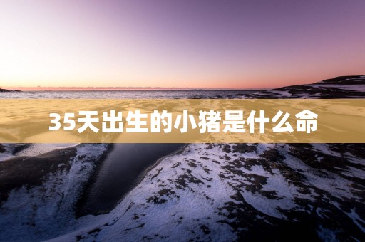 35天出生的小猪是什么命