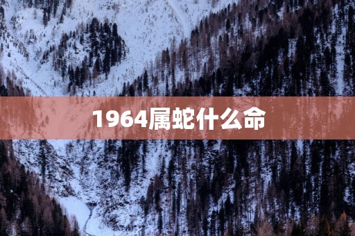 1964属蛇什么命