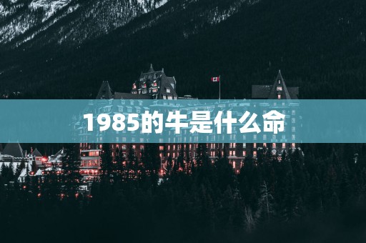 1985的牛是什么命