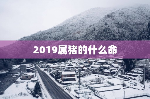 2019属猪的什么命