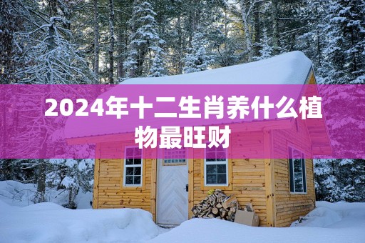 2025年十二生肖养什么植物最旺财