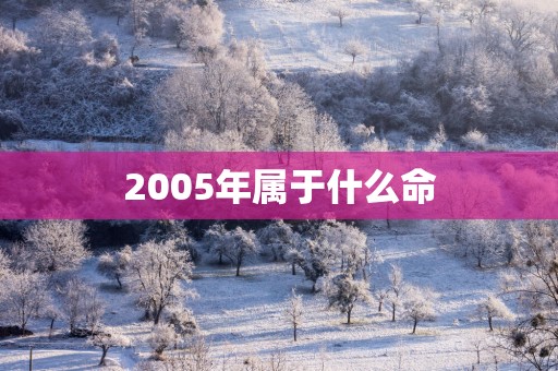 2005年属于什么命