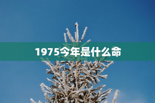 1975今年是什么命