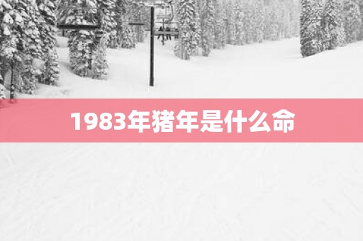 1983年猪年是什么命
