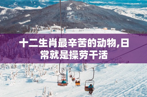 十二生肖最辛苦的动物,日常就是操劳干活